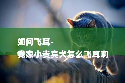 如何飛耳-
我家小貴賓犬怎么飛耳啊