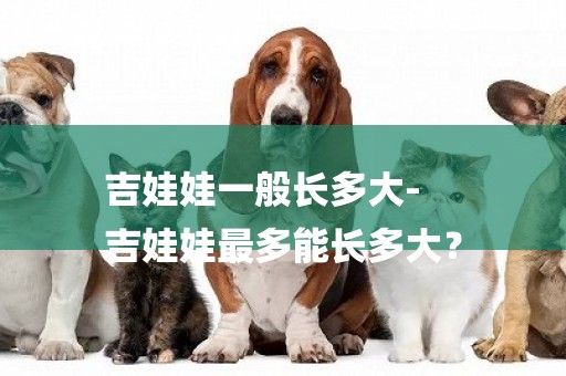 吉娃娃一般長多大-
吉娃娃最多能長多大？