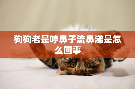 狗狗老是哼鼻子流鼻涕是怎么回事