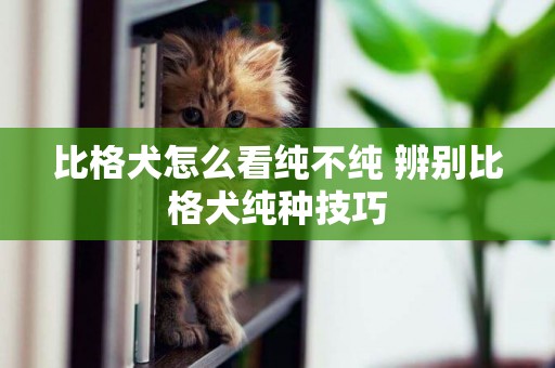 比格犬怎么看純不純 辨別比格犬純種技巧