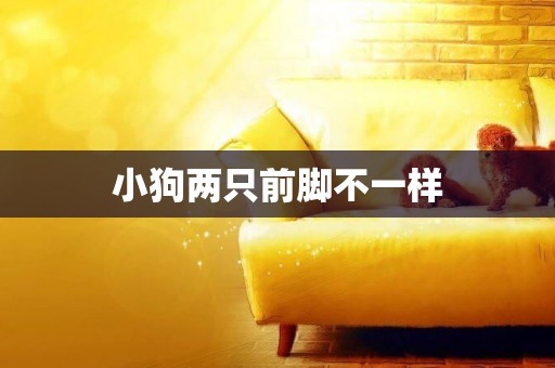 小狗兩只前腳不一樣
