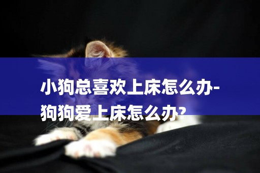 小狗總喜歡上床怎么辦-
狗狗愛上床怎么辦?