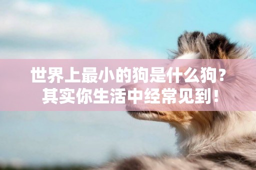世界上最小的狗是什么狗？ 其實你生活中經常見到！