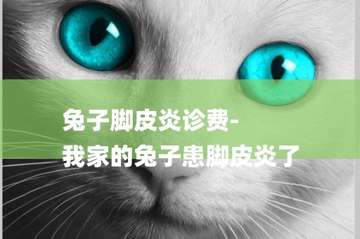 兔子腳皮炎診費-
我家的兔子患腳皮炎了