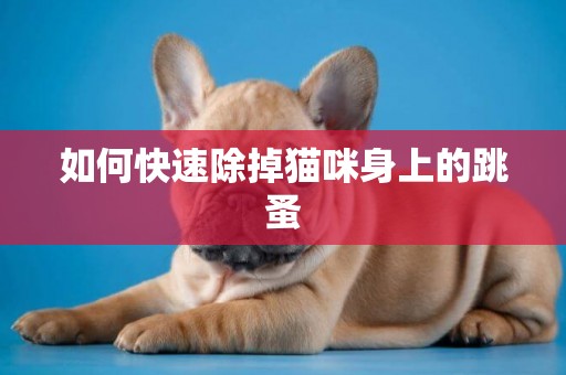 如何快速除掉貓咪身上的跳蚤
