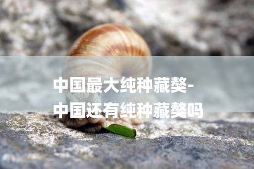中國最大純種藏獒-
中國還有純種藏獒嗎