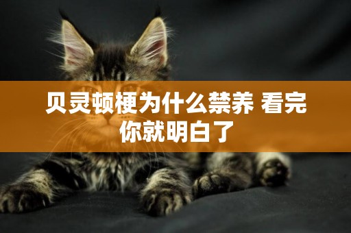 貝靈頓梗為什么禁養 看完你就明白了