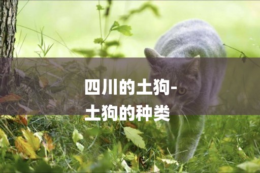 四川的土狗-
土狗的種類