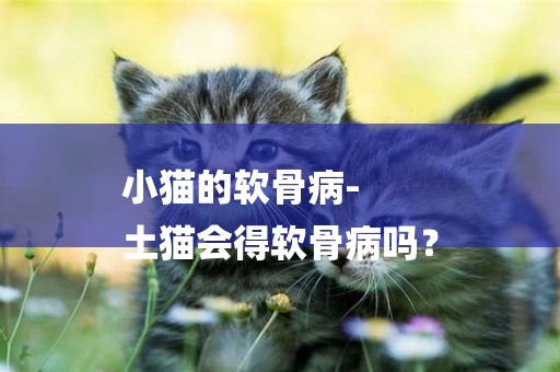 小貓的軟骨病-
土貓會得軟骨病嗎？
