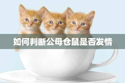 如何判斷公母倉鼠是否發情