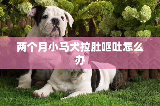 兩個月小馬犬拉肚嘔吐怎么辦
