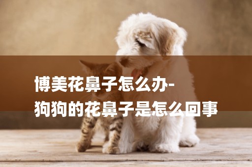 博美花鼻子怎么辦-
狗狗的花鼻子是怎么回事