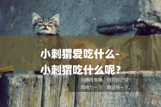 小刺猬愛吃什么-
小刺猬吃什么呢？