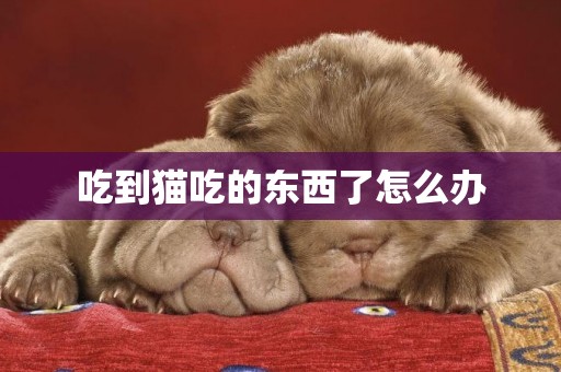 吃到貓吃的東西了怎么辦