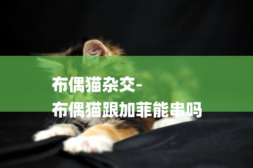 布偶貓雜交-
布偶貓跟加菲能串嗎