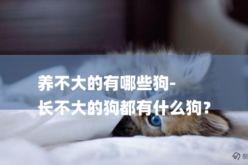 養不大的有哪些狗-
長不大的狗都有什么狗？