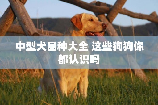 中型犬品種大全 這些狗狗你都認識嗎