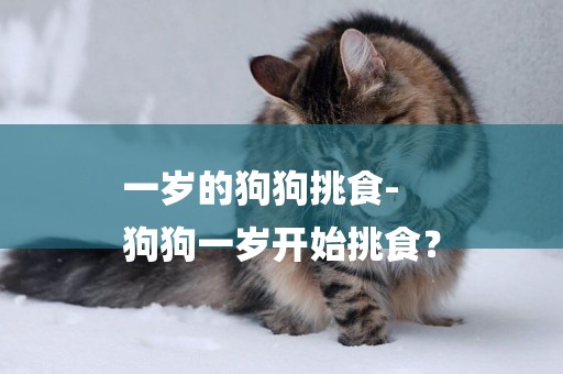 一歲的狗狗挑食-
狗狗一歲開始挑食？