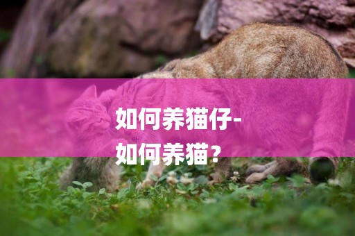 如何養貓仔-
如何養貓？