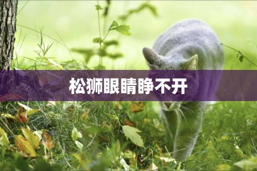松獅眼睛睜不開