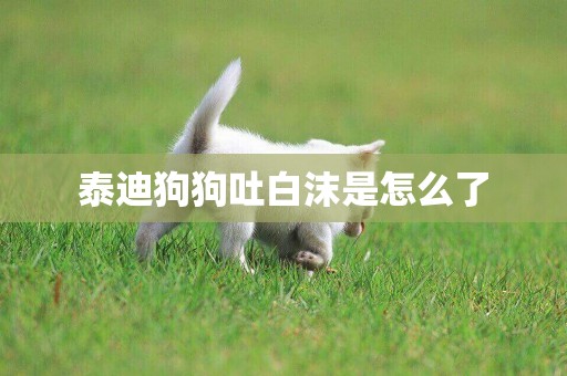 泰迪狗狗吐白沫是怎么了