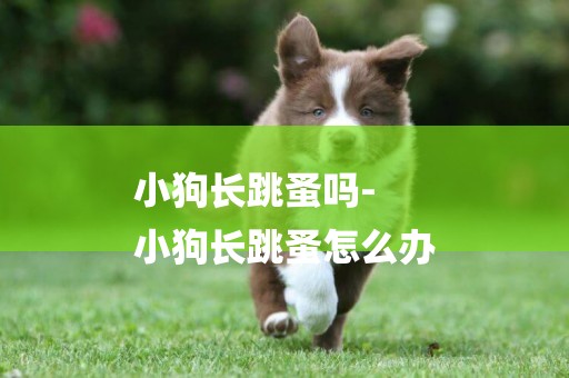 小狗長跳蚤嗎-
小狗長跳蚤怎么辦