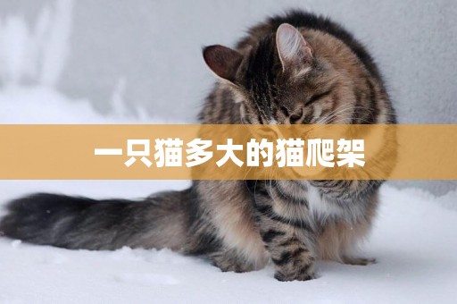 一只貓多大的貓爬架