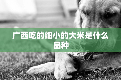 廣西吃的細小的大米是什么品種