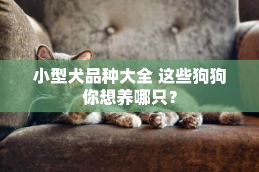小型犬品種大全 這些狗狗你想養哪只？