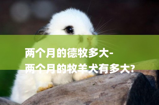 兩個月的德牧多大-
兩個月的牧羊犬有多大?