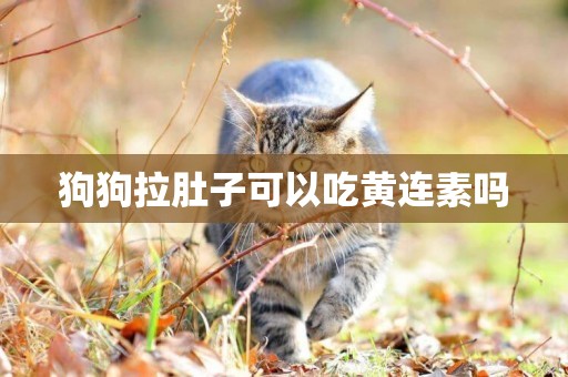 狗狗拉肚子可以吃黃連素嗎