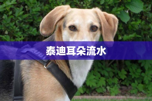 泰迪耳朵流水