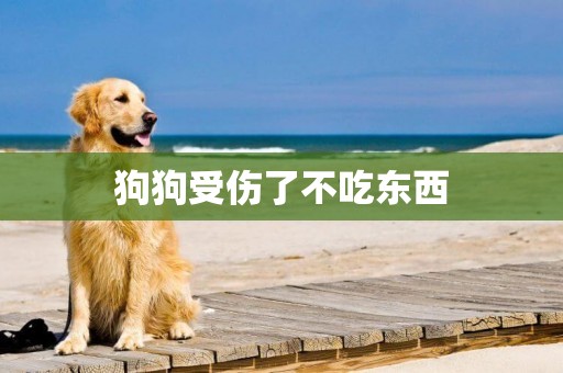 狗狗受傷了不吃東西