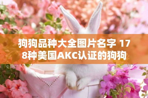 狗狗品種大全圖片名字 178種美國AKC認證的狗狗