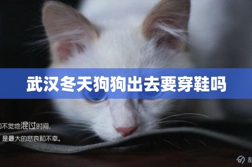 武漢冬天狗狗出去要穿鞋嗎