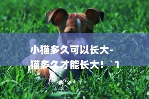 小貓多久可以長大-
貓多久才能長大！`1