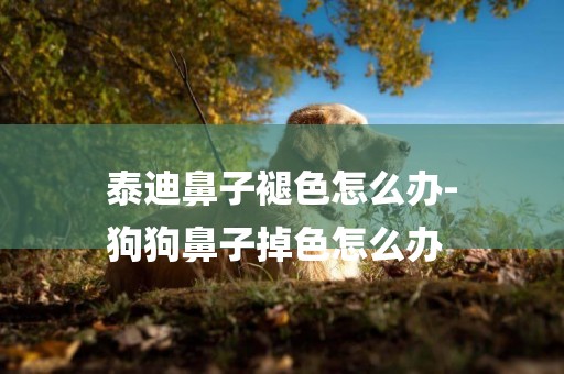 泰迪鼻子褪色怎么辦-
狗狗鼻子掉色怎么辦