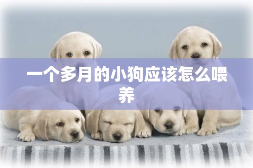 一個多月的小狗應該怎么喂養