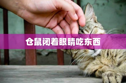 倉鼠閉著眼睛吃東西