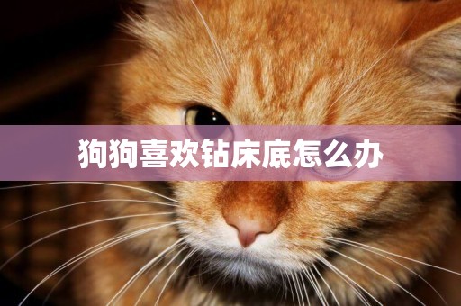 狗狗喜歡鉆床底怎么辦