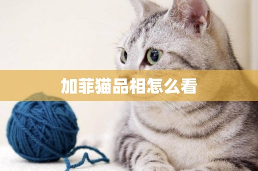 加菲貓品相怎么看