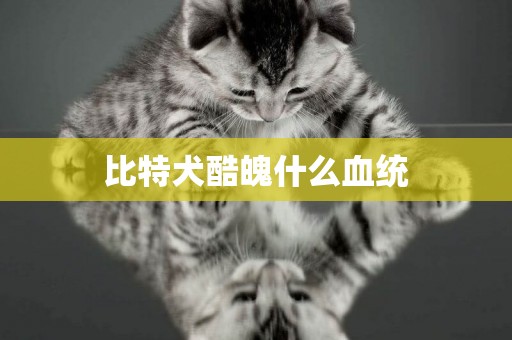 比特犬酷魄什么血統