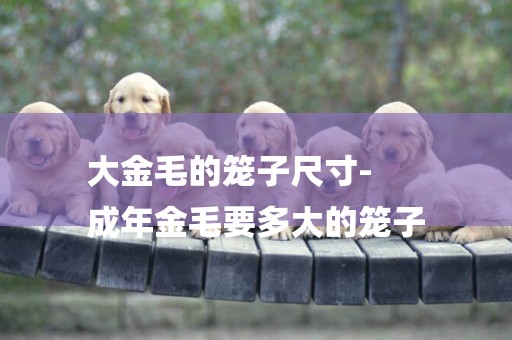 大金毛的籠子尺寸-
成年金毛要多大的籠子