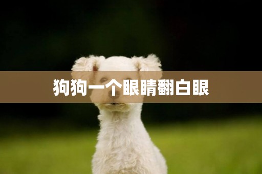 狗狗一個眼睛翻白眼