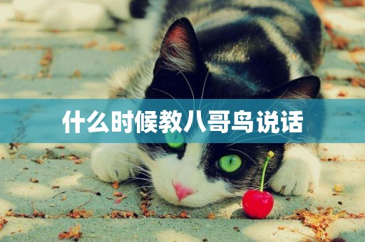 什么時候教八哥鳥說話