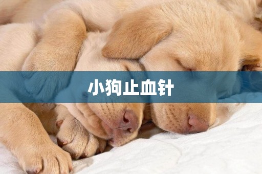 小狗止血針