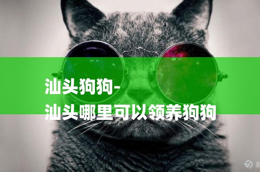 汕頭狗狗-
汕頭哪里可以領養狗狗