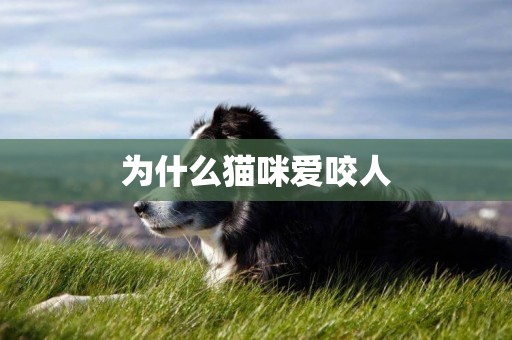 為什么貓咪愛咬人