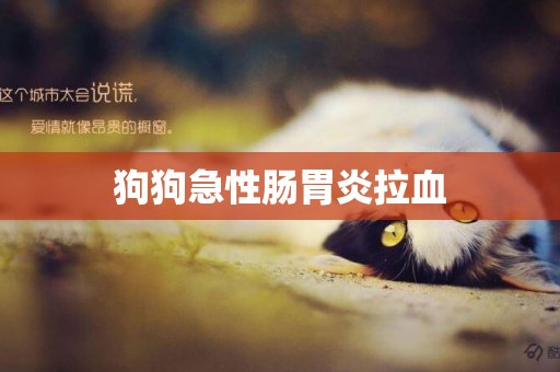 狗狗急性腸胃炎拉血
