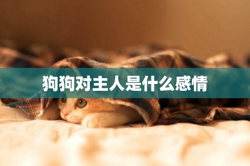 狗狗對主人是什么感情